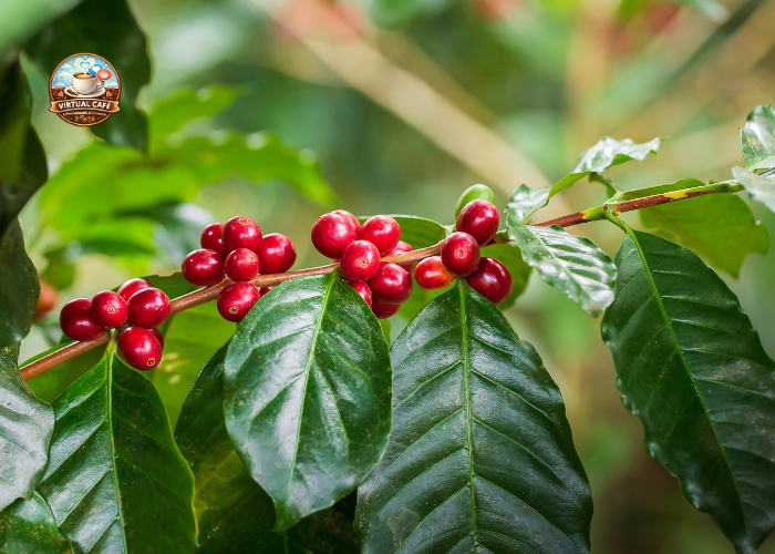 La leggenda di Kaldi e le capre: le leggende sul caffè