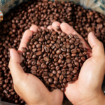 Tipologie di chicchi di caffè: guida completa