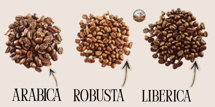 differenza tra arabica, robusta e liberica virtual cafè