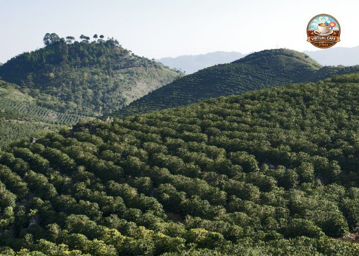 terroir nel caffè cos'è, storia evoluzione virtual cafè